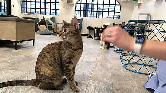 High Five Training at CatCafe Lounge